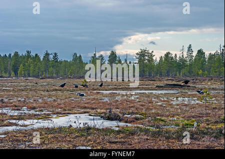 Finnischen taiga Stockfoto