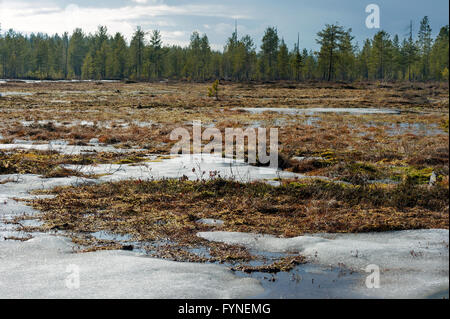 Joensuu, Finnland taiga Stockfoto