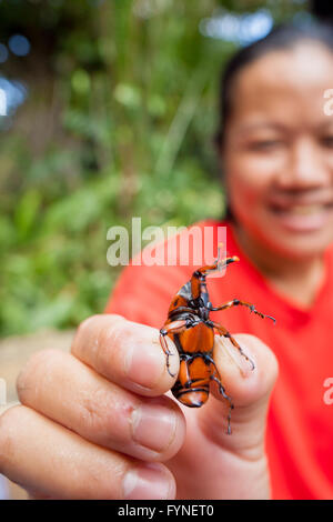 Ein Mädchen hält einen Red Palm Rüsselkäfer, rhynchophorus Art, Sabah Borneo Malaysia Stockfoto