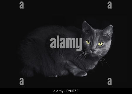 Eine graue Katze kauerte auf schwarzem Hintergrund Stockfoto