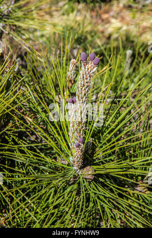 Pinus thungergii Stockfoto