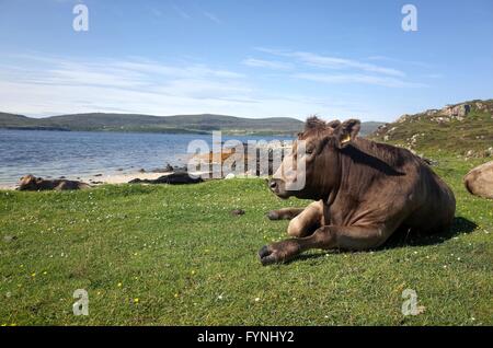 Rinder, liegend auf dem Rasen mit Blick aufs Meer auf der Insel Skye, Schottland Stockfoto