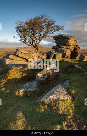 Ein Weißdorn Baum steht unter den Felsen in der Nähe von Sattel Tor im Dartmoor National Park in der frühen Morgensonne. Stockfoto