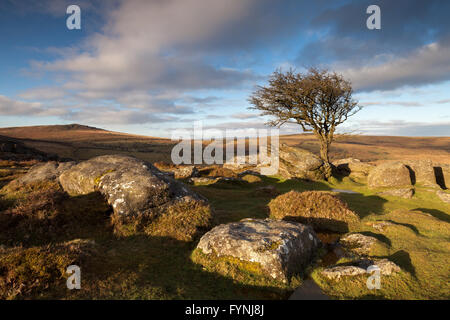 Ein Weißdorn Baum steht unter den Felsen in der Nähe von Sattel Tor im Dartmoor National Park in der frühen Morgensonne. Stockfoto