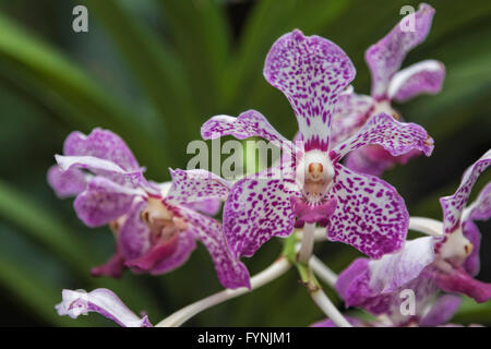 Orchideen (Orchidaceae) im Botanischen Garten, National Orchid Garden in Singapur, Südostasien Stockfoto