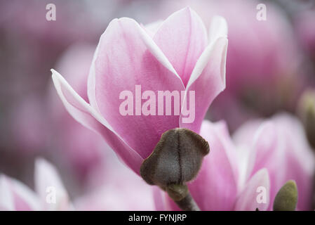 WASHINGTON DC – Eine Untertasse Magnolie blüht in den Gärten des George Mason Memorial. Das Denkmal, das einem der Gründungsväter Amerikas gewidmet ist, ist mit blühenden Bäumen geschmückt, die eine der frühesten Frühlingsvorstellungen der Stadt darstellen. Diese Magnolien blühen typischerweise vor den berühmteren Kirschblüten. Stockfoto