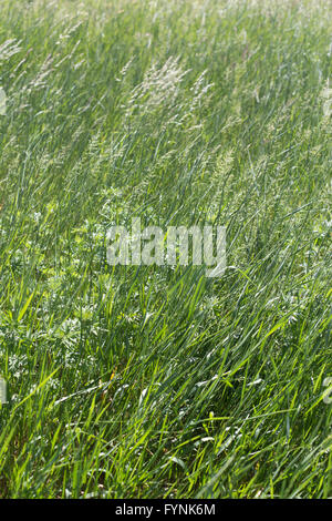 Grasgrün Hintergrund. Wiese im wind Stockfoto