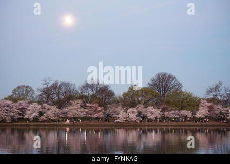 WASHINGTON DC, USA – der Vollmond geht direkt um den Sonnenaufgang über den berühmten Kirschblüten von Washington DC und ein Geschenk aus Japan im Jahr 1912 in voller Blüte rund um das Tidal Basin. Die Blüte zieht jedes Jahr Hunderttausende von Touristen nach Washington D.C. an. Stockfoto