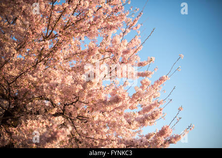 Kirschblüten am Tidal Basin in Washington DC | WASHINGTON — Blassrosa Kirschblüten drängen sich an einem Ast vor einem klaren Himmel am Tidal Basin in Washington, D.C. Die dominierende Yoshino-Sorte geht auf ein diplomatisches Geschenk von Bäumen aus der Stadt Tokio aus dem Jahr 1912 zurück, eine Geste der Freundschaft, die mit weiteren 3.800 Bäumen, die 1965 geschenkt wurden, erneuert wurde. Stockfoto
