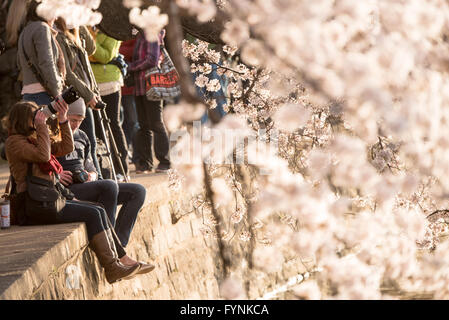 WASHINGTON DC, USA – die berühmten Kirschblüten von Washington DC und ein Geschenk aus Japan im Jahr 1912, in voller Blüte rund um das Tidal Basin. Die Blüte zieht jedes Jahr Hunderttausende von Touristen nach Washington D.C. an. Stockfoto