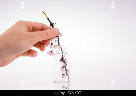 Kirschblüten in Flasche auf weißem Hintergrund Stockfoto