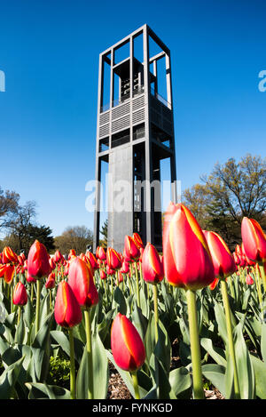 ARLINGTON, Virginia, USA – im Vordergrund des niederländischen Carillon im Arlington Ridge Park blühen leuchtende Tulpen. Der 127 Meter hohe offene Stahlturm mit 50 Bronzeglocken erhebt sich hinter einer bunten Palette niederländischer Tulpen. Diese Frühlingsschau umgibt das 1954 von den Niederlanden geschenkte Denkmal und bietet einen malerischen Blick auf die Skyline von Washington, DC, die in der Ferne über den Potomac River sichtbar ist. Stockfoto