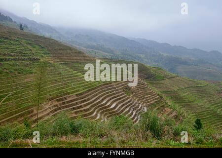 Die atemberaubende Reisterrassen von Ping'an in Longji, autonome Region Guangxi, China Stockfoto