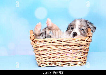 Miniature American Shepherd. Welpen (6 Wochen alt) liegen in einem Weidenkorb. Studio Bild vor einem blauen Hintergrund. Deutschland Stockfoto