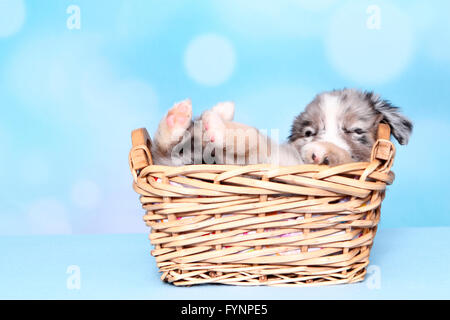 Miniature American Shepherd. Welpen (6 Wochen alt) schläft in einem Weidenkorb. Studio Bild vor einem blauen Hintergrund. Deutschland Stockfoto
