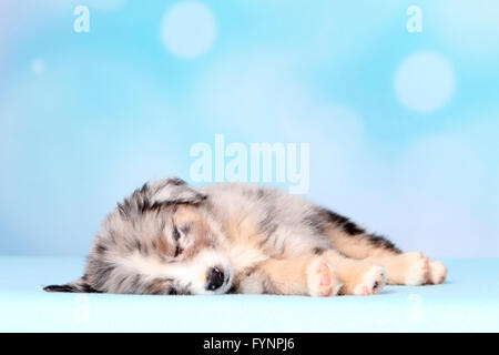 Miniature American Shepherd. Welpen (6 Wochen alt) zu schlafen. Studio Bild vor einem blauen Hintergrund. Deutschland Stockfoto