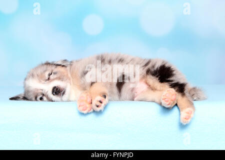 Miniature American Shepherd. Welpen (6 Wochen alt) zu schlafen. Studio Bild vor einem blauen Hintergrund. Deutschland Stockfoto