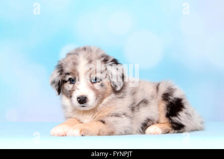 Miniature American Shepherd. Welpen (6 Wochen alt) liegen. Studio Bild vor einem blauen Hintergrund. Deutschland Stockfoto