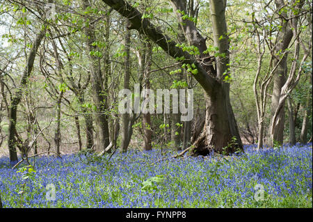 Ein See von Glockenblumen im Wald im April, Bentley Priory Naturschutzgebiet Stockfoto