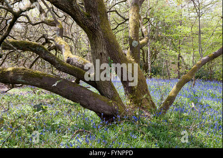 Ein See von Glockenblumen im Wald im April, Bentley Priory Naturschutzgebiet Stockfoto