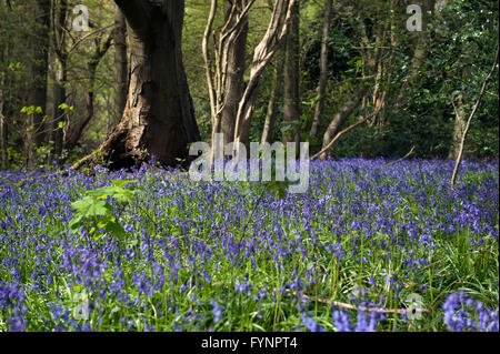 Ein See von Glockenblumen im Wald im April, Bentley Priory Naturschutzgebiet Stockfoto