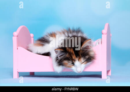 Norwegische Waldkatze. Kätzchen in einem rosa Puppen Bett schlafen. Studio Bild vor einem blauen Hintergrund. Deutschland Stockfoto