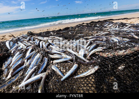 Zuerst fangen von Sardinen auf einem Fischnetz, Furadouro Strand, Ovar, Portugal Stockfoto