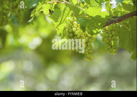 Trauben der Trauben am Rebstock. Stockfoto