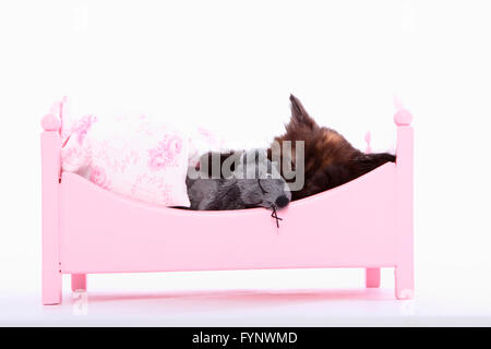 Norwegische Waldkatze. Kätzchen (6 Wochen alt) mit Spielzeug-Maus in einem rosa Puppen Bett schlafen. Studio Bild vor einem weißen Hintergrund. Deutschland Stockfoto