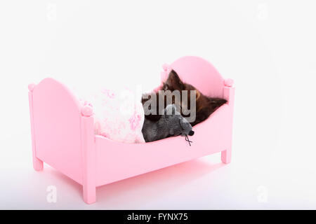 Norwegische Waldkatze. Kätzchen (6 Wochen alt) mit Spielzeug-Maus in einem rosa Puppen Bett schlafen. Studio Bild vor einem weißen Hintergrund. Deutschland Stockfoto