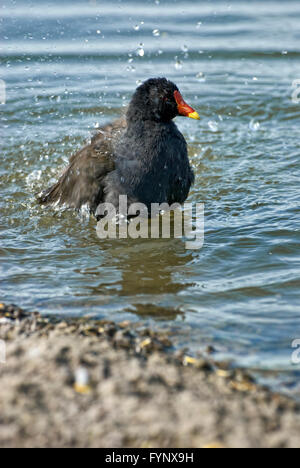 Gemeinsamen Teichhuhn Vogel Baden Stockfoto