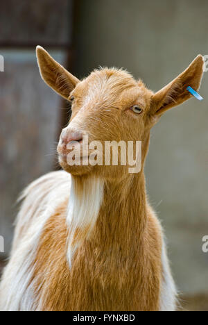 Goldene Ziege von Guernsey ist eine seltene Rasse von Ziege aus der Vogtei Guernsey auf den Kanalinseln. Stockfoto