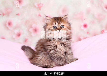 Persischer Langhaar. Kätzchen (6 Wochen alt) sitzt auf einem rosa Decke. Deutschland Stockfoto