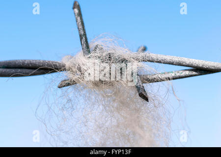 Schafwolle auf Stacheldraht gefangen Stockfoto