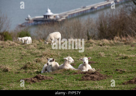 Der Küstenweg von Wales in Anglsey. Frühling auf Lämmer mit Garth Pier und die Menai Straits im Hintergrund ruht. Stockfoto