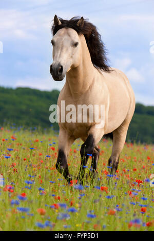 Connemara Pony. Dun Hengst im Galopp auf einem Feld mit blühenden Mohn und Kornblumen. Deutschland Stockfoto