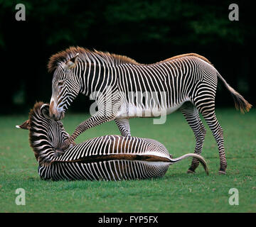 Grevys Zebra (Equus Grevyi). Erwachsenen treten liegenden Mate, eine Forderung zu erheben. Deutschland Stockfoto