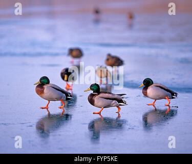Stockente (Anas Platyrhynchos), gruppieren am zugefrorenen See Deutschland Stockfoto