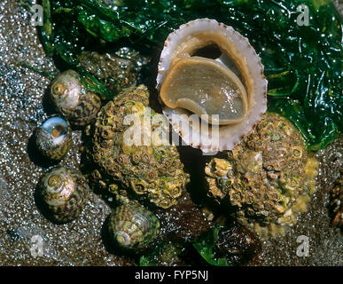 Gemeinsame Limpet (Patella Vulgata). Drei Personen, die von ihnen gesehen von unterhalb weiter auf vier flachen oberen Schalen (Gibbula Umbilicalis). England, Nordsee Stockfoto