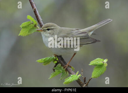 Weidenwaldsänger/ Vogel im Blattkeim / Birkenblätter Stockfoto