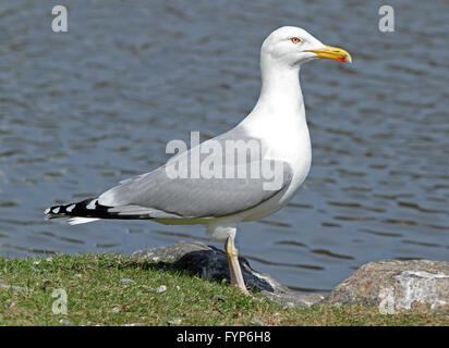 Europäische Heringsmöwe, die an der Küste steht Stockfoto