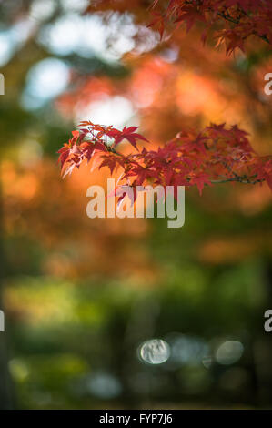 autumnal background, slightly defocused red marple leaves Stockfoto