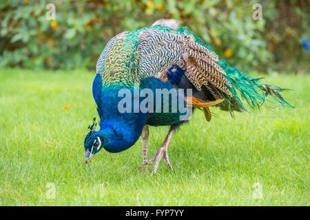 Schöne bunte Pfau auf einer Wiese Stockfoto