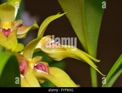 Robuste Cirrhopetalum Orchidee - Bulbophyllum Graveolens aus Neu-Guinea Regenwälder Stockfoto