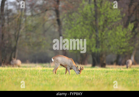 Rehe, Weiden in einem Feld auf frühen Frühlingsmorgen Stockfoto