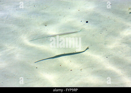 Fisch Isla Contoy in Mexiko Stockfoto