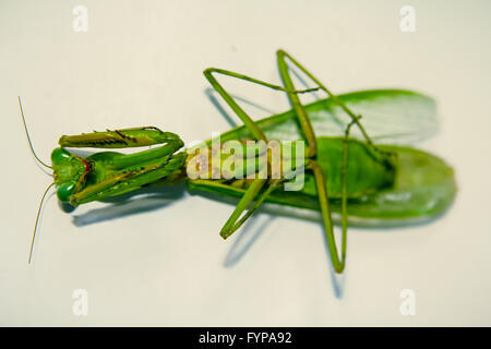 Orthodera Ministralis, Garten-Mantis Stockfoto