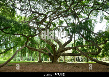 Birkenfeige (Ficus Benjamina), Royal Botanical Gardens, Peradeniya, Kandy, Sri Lanka Stockfoto