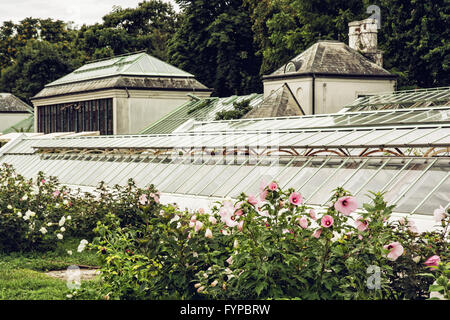 Verschiedenen Hibiskusblüten in Orangerie in der Nähe von Palais Festetics. Keszthely, Zala, Ungarn. Gartenarbeit-Thema. Schloss und Gärten. G Stockfoto