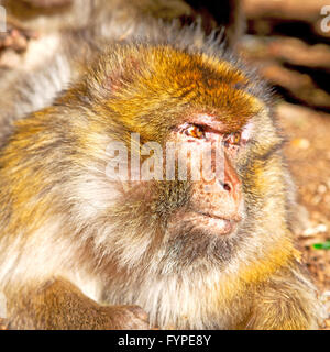 Busch-Affe in Afrika Marokko und natürlichen Hintergrund Fauna hautnah Stockfoto